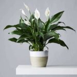 A List Of Air Purifying Plants That Helps Maintaining Clean Air In Your Home.
